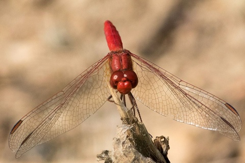 Scarlet Percher (Diplacodes haematodes)